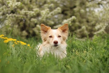 The puppy crossbreed dog is in a blooming meadow.