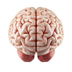 Naklejka premium Anatomically Accurate 3D Model of the Human Brain for Educational Purposes on transparent background