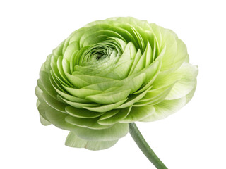 beautiful ranunculus flower showcases its vibrant green petals in stunning display of nature artistry
