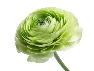 beautiful ranunculus flower showcases its vibrant green petals in stunning display of nature artistry