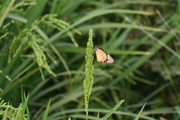 A plain tiger butterfly is seen perched on a growing crop in an agricultural field.