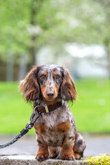 brown merle miniature longhaired dachshund dog portrait on natural background