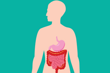 PriHuman silhouette showing digestive system organs in flat medical illustration.