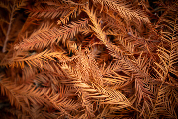 Close-up of dried pine leaves in warm autumn colors, showcasing intricate natural textures and a sense of seasonal transition.

