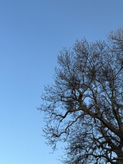 A large tree with bare, twisting branches reaches into a clear blue sky, signaling early spring with tiny buds emerging at the tips.
