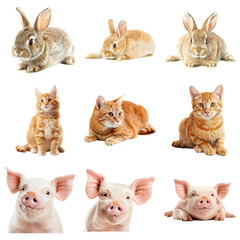 Adorable Farm Animals and Pets Collage © shifa