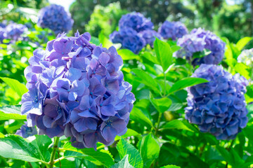 Obraz premium 紫色の鮮やかな紫陽花