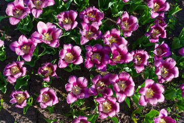 Vibrant Tulip Flowers Blooming in a Sunny Garden Setting