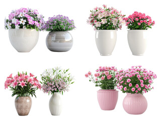 Blooming Flowers in Stylish Pots