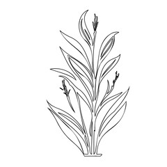 Elegant single line drawing showcasing a sophisticated botanical illustration