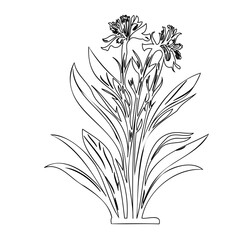 Elegant Floral Illustration Featuring Delicate Lines of Blooming Daffodils