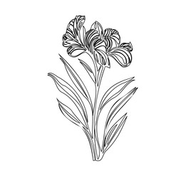 Elegant floral sketch depicting blooming iris with graceful lines and simple design