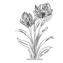 Elegant botanical sketch of blooming crocus flowers in simplistic outline