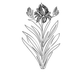 Delicate Floral Line Art: Elegant Iris Blossom Illustration for Design and Crafts