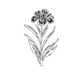 Elegant floral illustration with delicate line work creating artistic botanical