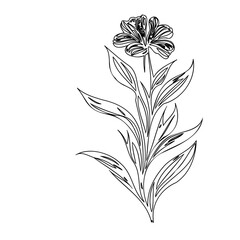 Elegant floral outline drawing showcasing delicate botanical illustration art