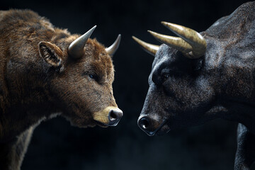 Fototapeta premium Two bulls face off in a dark setting a powerful image of opposing forces
