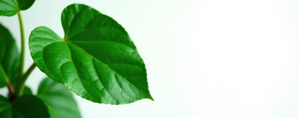 Fototapeta premium Large, vibrant green Calathea Orbifolia leaf, striking veins, isolated , foliage, fresh, environment