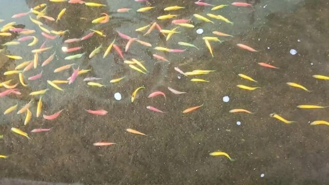 small yellow fishes in the green river