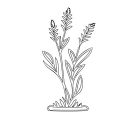 Botanical illustration showcasing a minimalist floral arrangement in line art