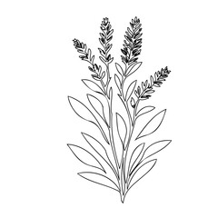 Botanical line drawing of a flowering plant against a white backdrop
