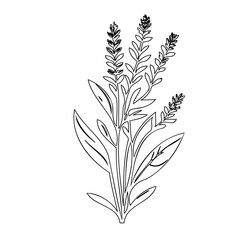 Elegant floral sprig line art illustration on a clean white background