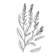 Minimalist floral line drawing featuring delicate botanical sprigs on white