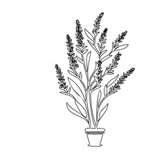 Simple Lavender Plant Outline Drawing in a Pot, Minimalist Botanical Art