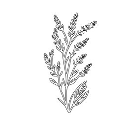 Elegant botanical outline art showcasing delicate plant structure simplicity