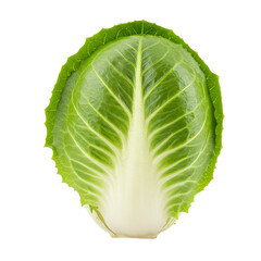 Fototapeta premium Fresh Single Head of Napa Cabbage isolated on a transparent background 