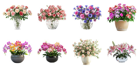 Beautiful Blooming Flowers in Vases