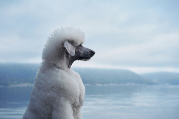 A white Poodle gazes over the lake, appearing deep in thought. The soft colors of the lake and sky...