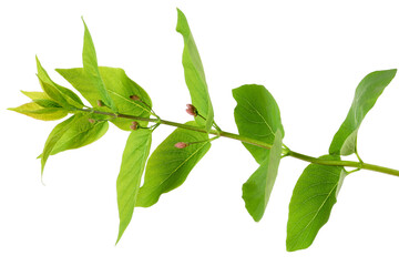 Branch of hackberry tree isolated on white