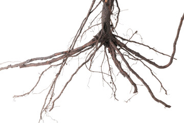 One plant with root isolated on white