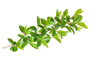 Branch of boxwood plant isolated on white