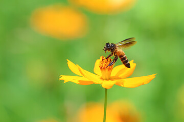 A bee is buzzing around a yellow cosmos flower in the garden.