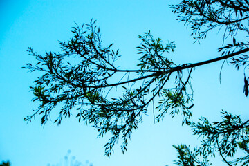 silhouette of a tree against the sky near sunset
