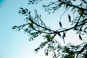 Naklejka premium selective shot of olive levaes and branches in the sunset 