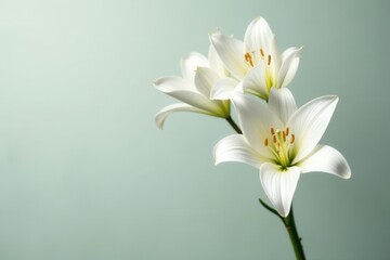 Obraz premium Elegant white lilies, delicate petals, pure background, nature, closeup, shadow