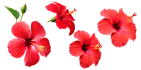 Set of tropical red hibiscus flowers isolated on transparent background PNG