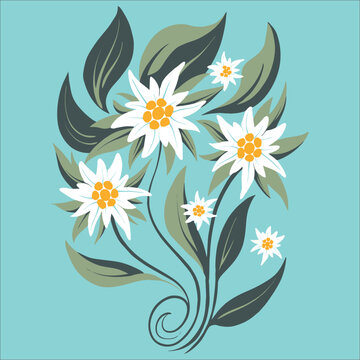 beautiful edelweis flower