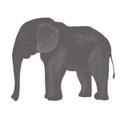 Elephant hand drawn vector illustration.