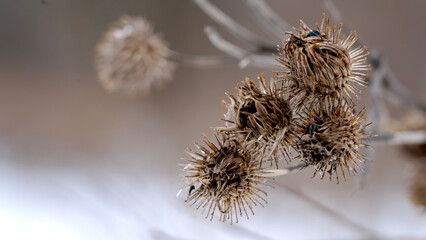 Dry burdock thorns on a burdock branch