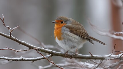 A robin perched on a snowy branch in winter