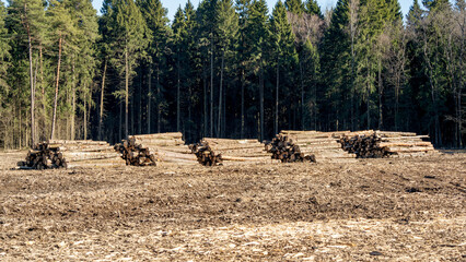 Felled wood in a stack before being transported to a logging plant