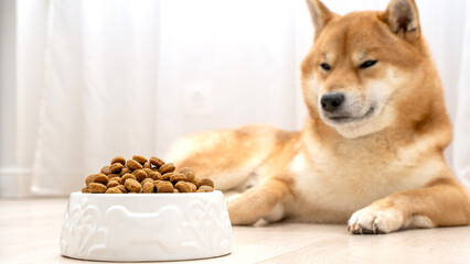 Shiba Inu dog lying next to a bowl of dog food