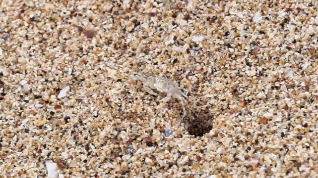 Ocypode kuhlii (Kuhl's ghost crab, Geleteng pasir) at the beach. Ocypode kuhlii is a species of crab from the Ocypode genus. It is a mid to large-sized species of Ocypodidae.