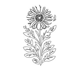 Elegant sunflower line drawing, botanical illustration, minimalist floral design element