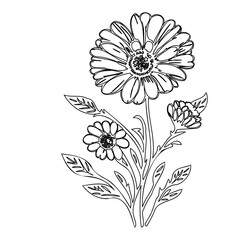 Elegant botanical illustration of daisies, conveying simplicity and floral beauty