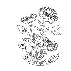 Botanical outline illustration featuring delicate flowers and foliage on white backdrop